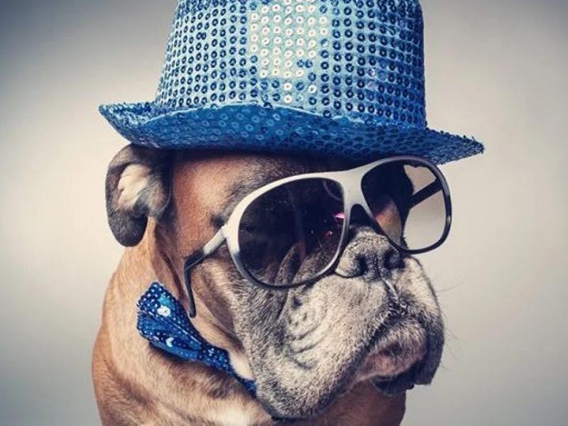 Is it Okay to Dress-up your Pet?